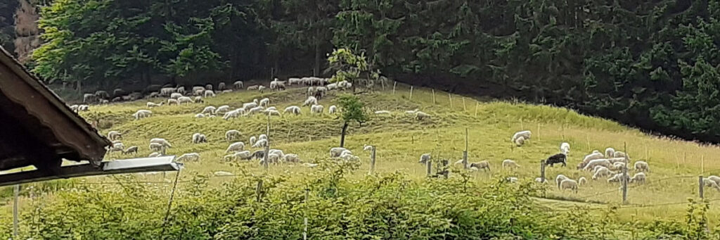 Schafe in Lonau